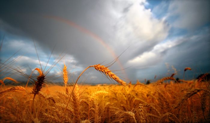 700x409, 38 Kb / пшеница, облака, тучи, поле, радуга