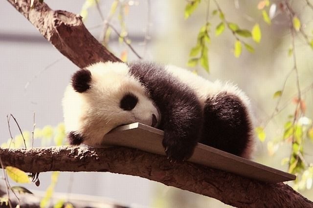 640x426, 45 Kb / панда, детеныш, дерево, ветка, отдыхает