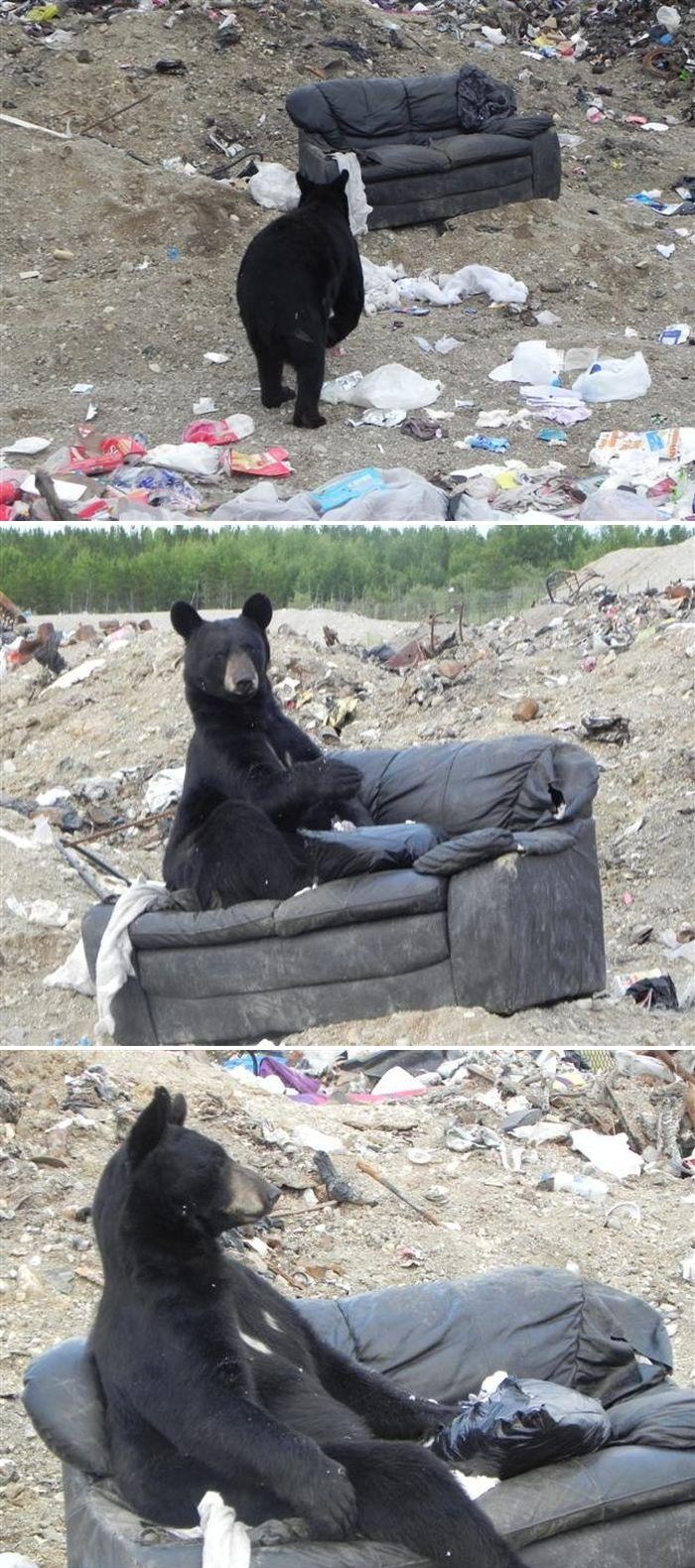 700x1580, 250 Kb / медведь, свалка, диван, мусор