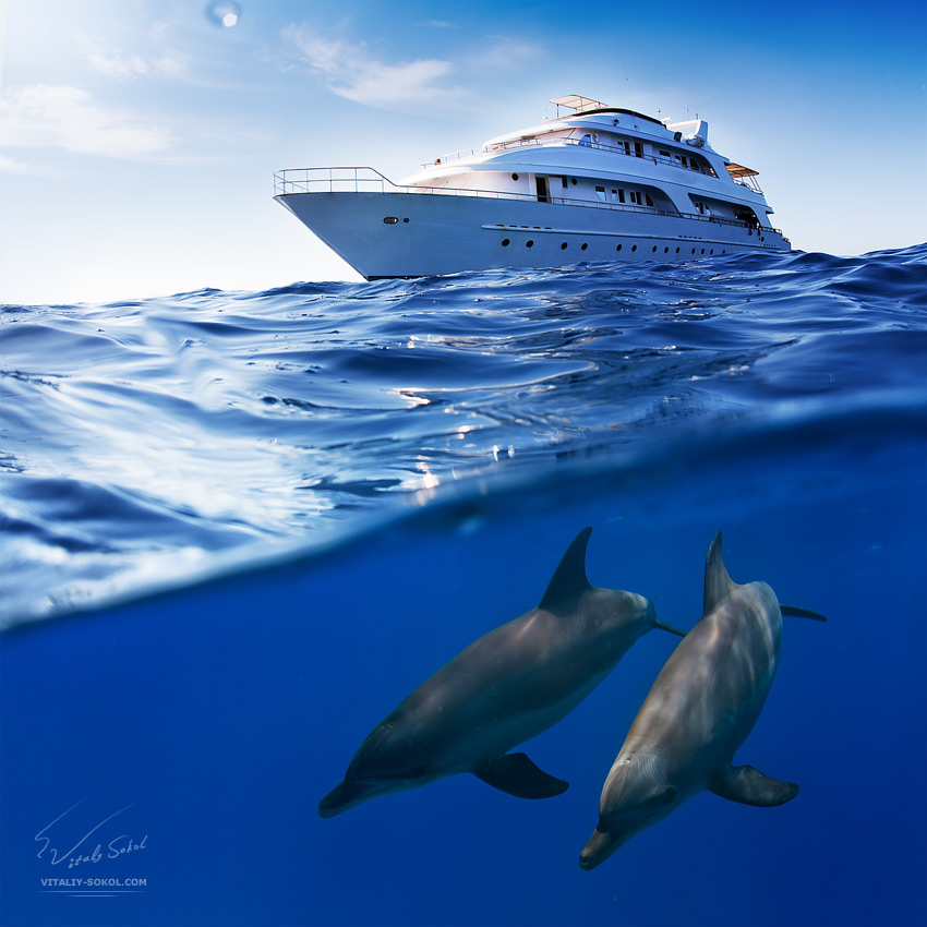 850x850, 152 Kb / море, дельфины, яхта