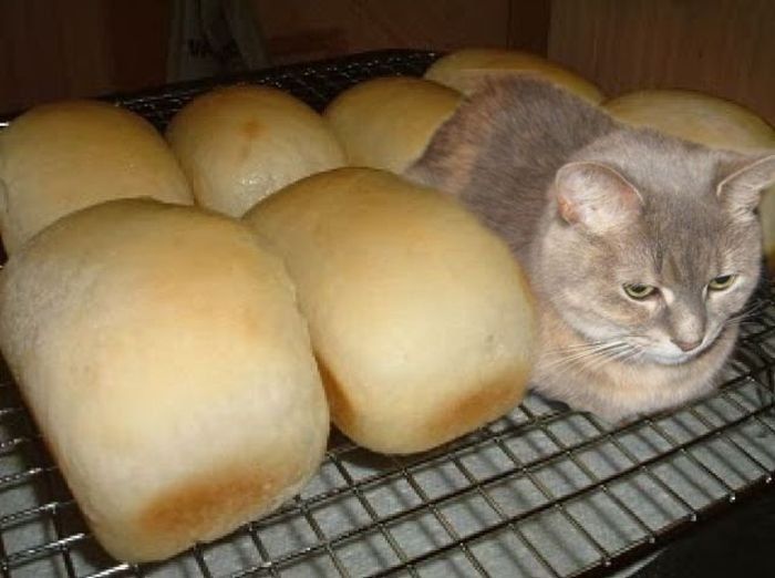700x522, 45 Kb / хлеб, кот, духовка