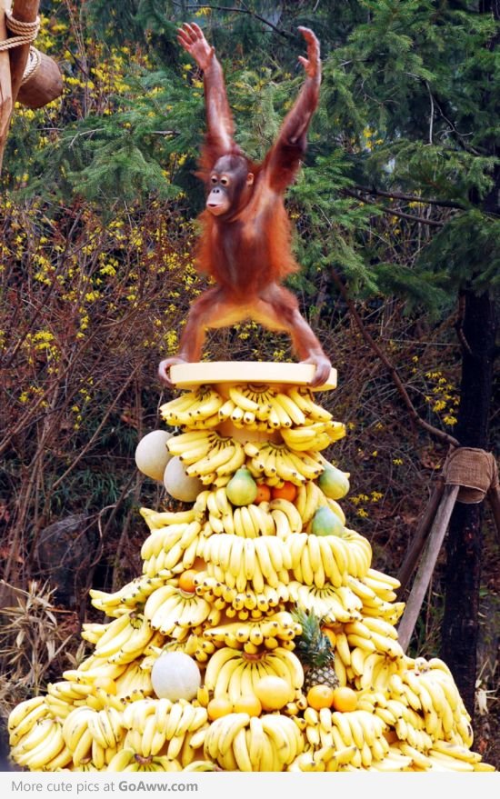 550x879, 150 Kb / гора, бананы, орангутанг, обезьяна