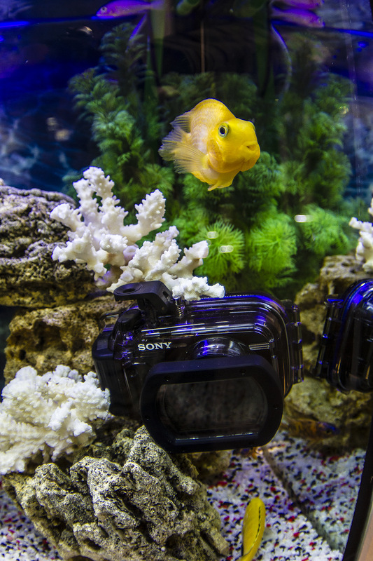 533x800, 222 Kb / аквариум, рыбка, фотоаппарат