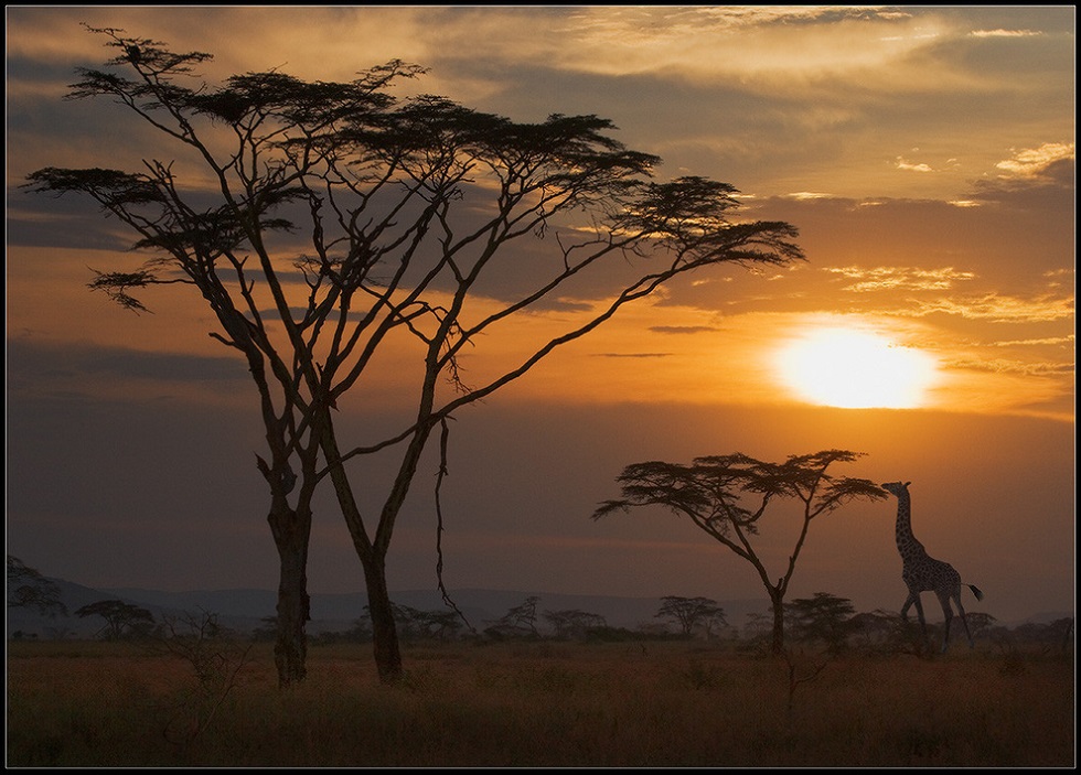 980x703, 212 Kb / африка, закат, жираф, дерево