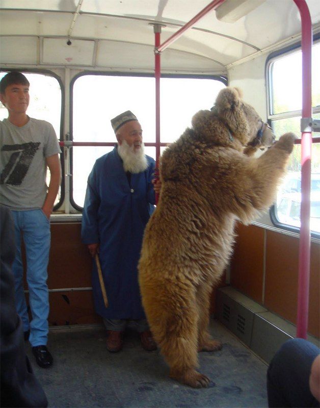 628x800, 66 Kb / медведь, транспорт, таджикистан,