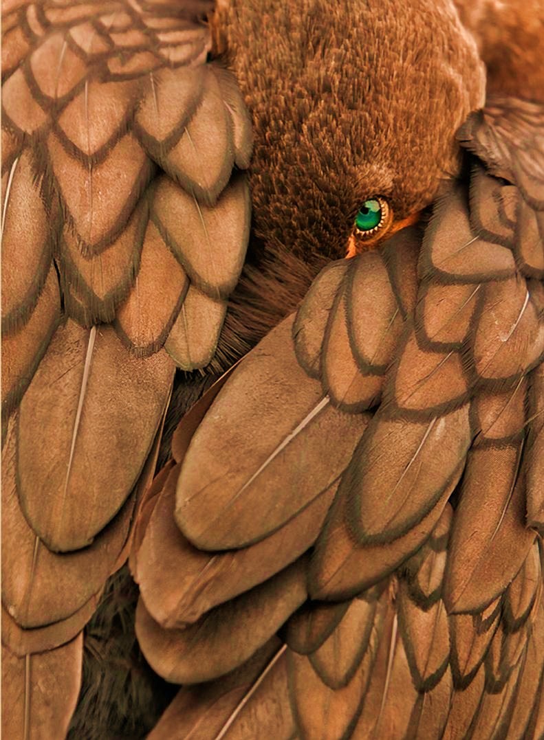 791x1077, 205 Kb / глаз, птица, перья, крылья