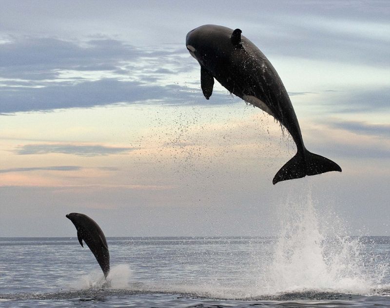 800x632, 72 Kb / касатка, дельфин, океан, прыжок, вода, еда, добыча, охота, естественный отбор, косатка