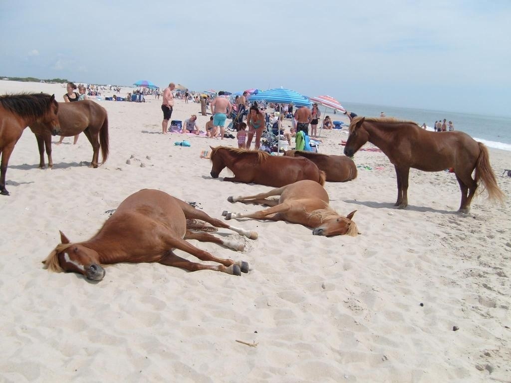 Лошадь пляже
