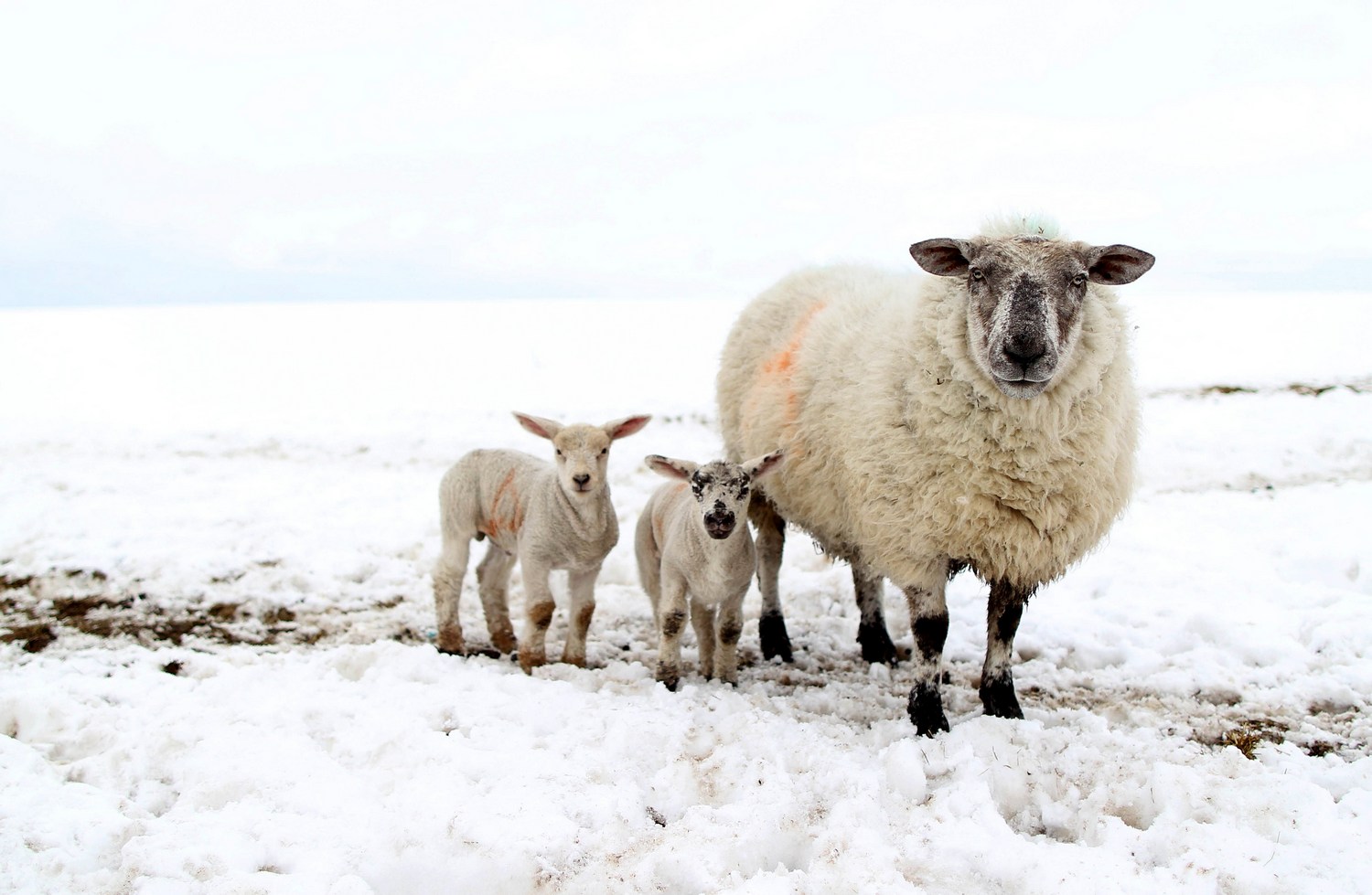 1500x979, 209 Kb / овечки, снег, овцы