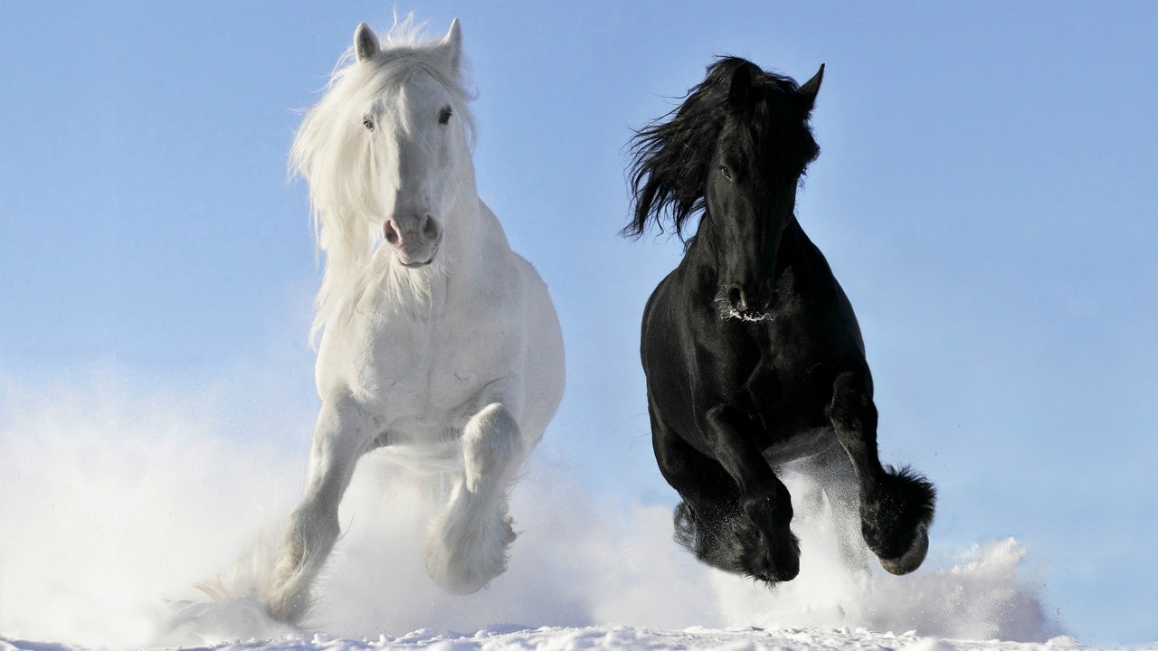 1280x720, 101 Kb / чёрный, белый, кони, лошади, снег