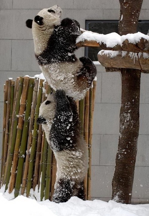 499x723, 151 Kb / панда, зоопарк, снег