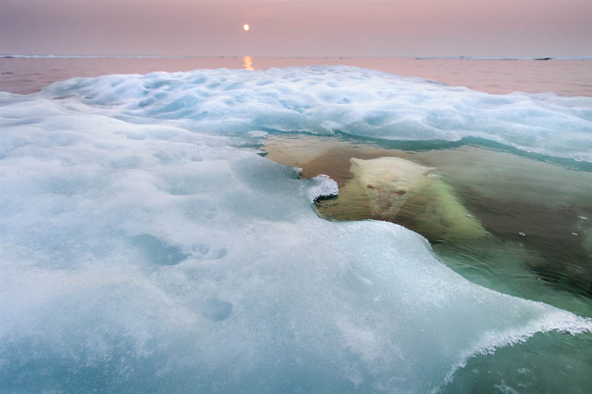 1200x800, 73 Kb / медведь, море, лед, закат, белый