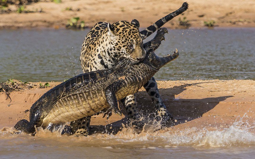 858x536, 137 Kb / леопард, крокодил