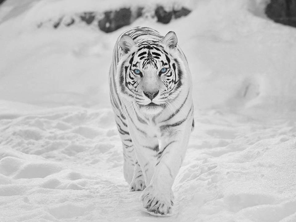 960x720, 75 Kb / снег, тигр, сибирь