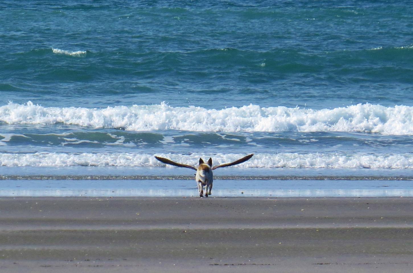 1451x958, 179 Kb / море, волны, пляж, собака, птица, крылья