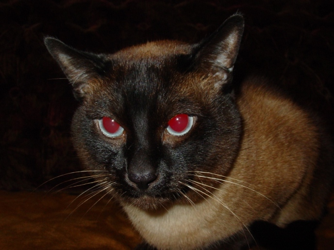 688x516, 133 Kb / кот, красные глаза