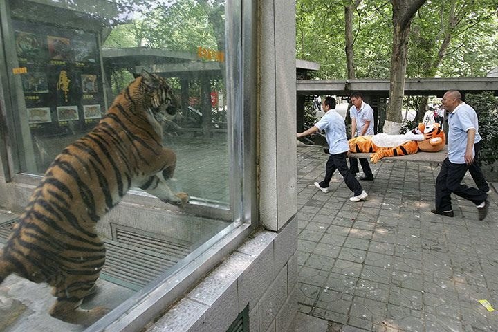 720x480, 107 Kb / зоопарк, тигр, носилки, костюм