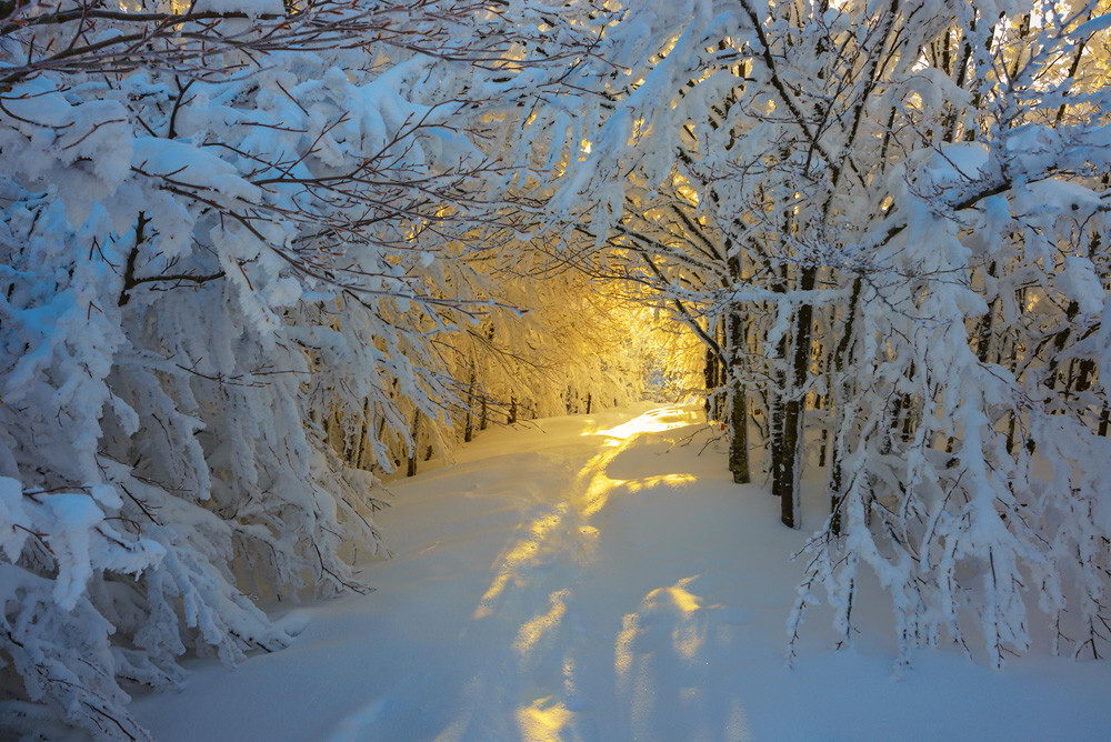 1000x668, 196 Kb / зима, солнце, снег, деревья