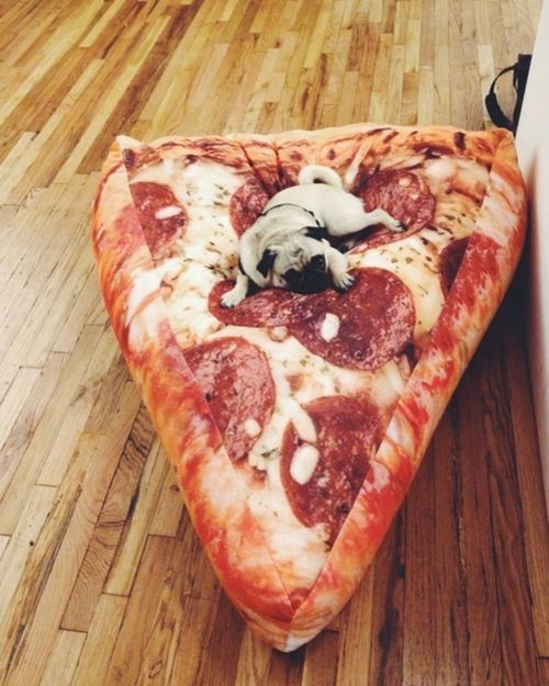 500x625, 63 Kb / пицца, бульдог, собака, диван