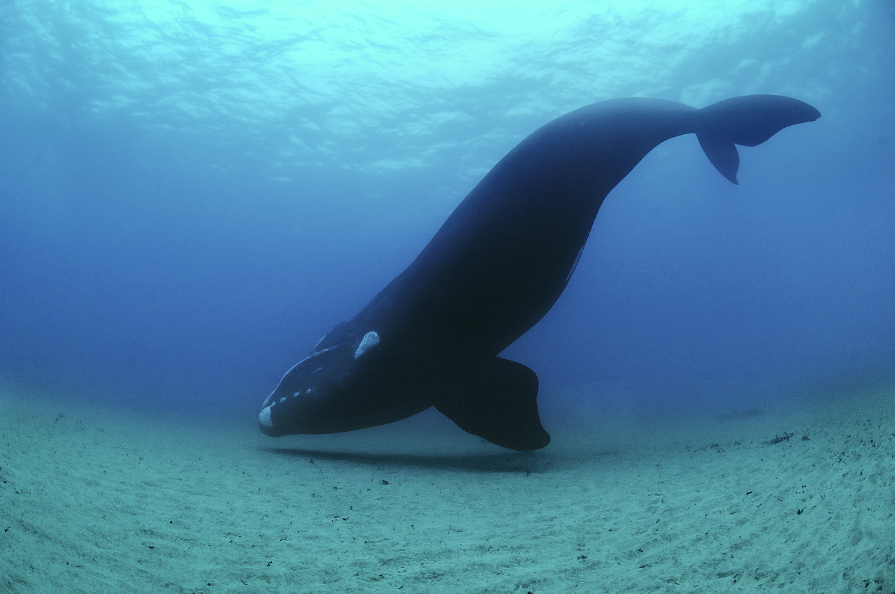 1280x850, 282 Kb / гренландский кит, под водой