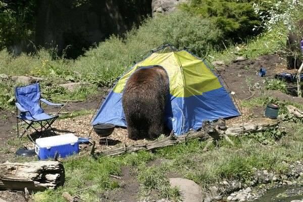 600x400, 74 Kb / палатка, украина, флаг, медведь, политота
