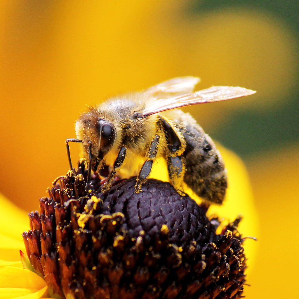 1024x1024, 205 Kb / пчела, цветок, пыльца, макро