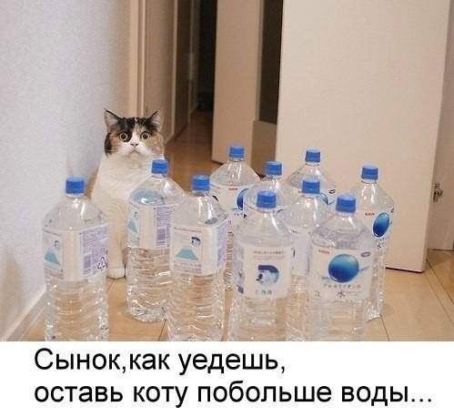 499x458, 28 Kb / кот, вода, бутылки