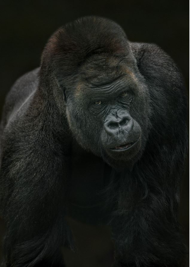 635x891, 67 Kb / горилла, животное, чёрный