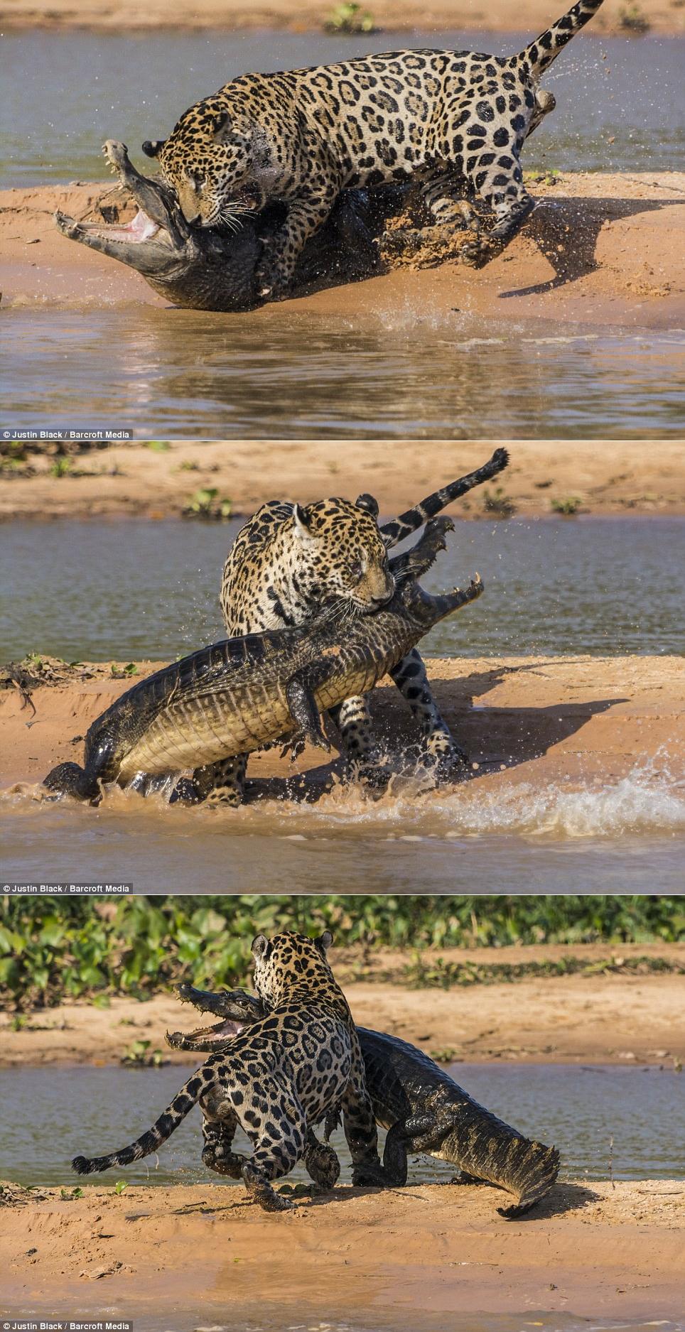 964x1875, 335 Kb / леопард, крокодил