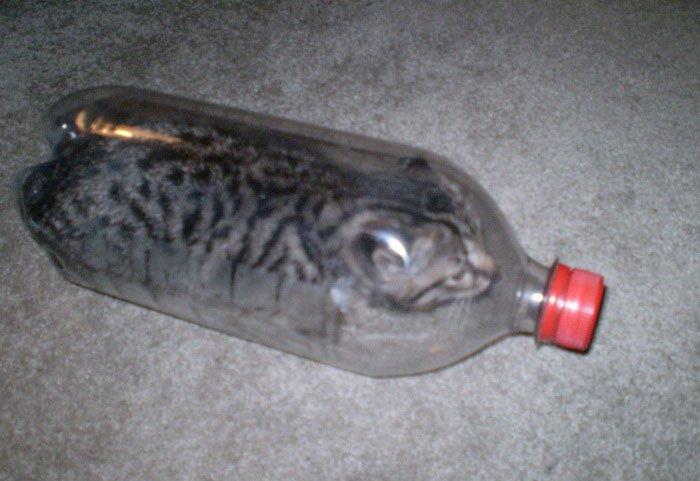 700x481, 52 Kb / кот, бутылка