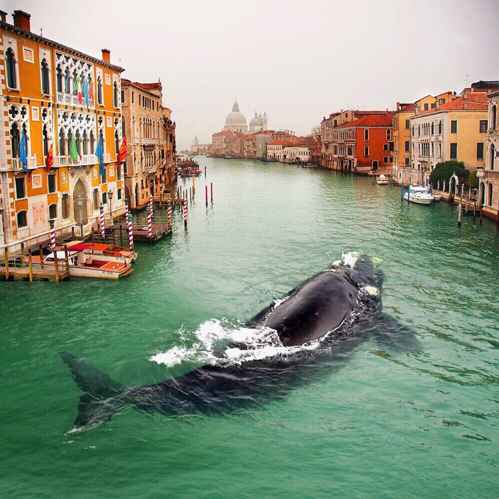1000x1000, 214 Kb / Венеция, канал, кит, фотожаба