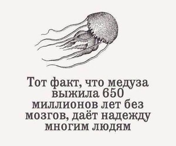600x497, 38 Kb / медуза, мозг, выживание, надежда