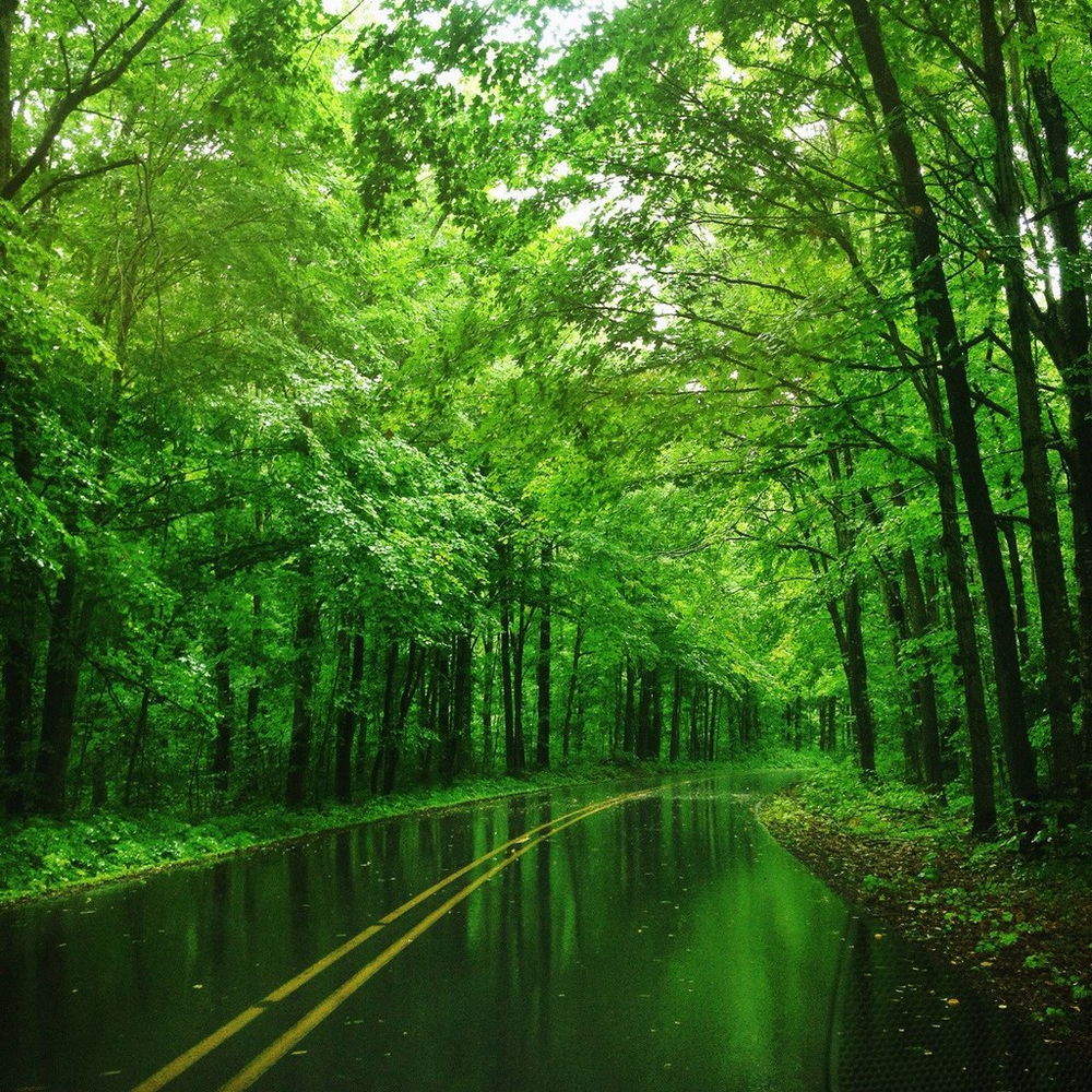 1000x1000, 340 Kb / дождь, мокро, зелень, деревья, дорога