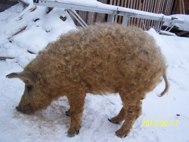 604x453, 75 Kb / свинья, шерсть, снег