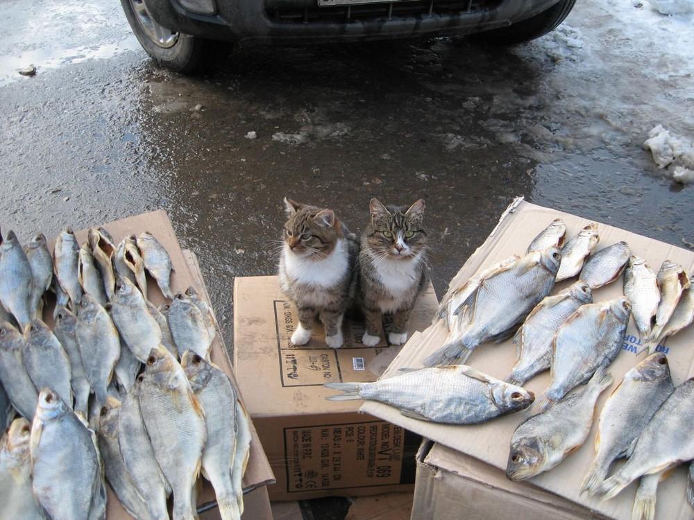 1000x750, 126 Kb / коробка, коты, рыба