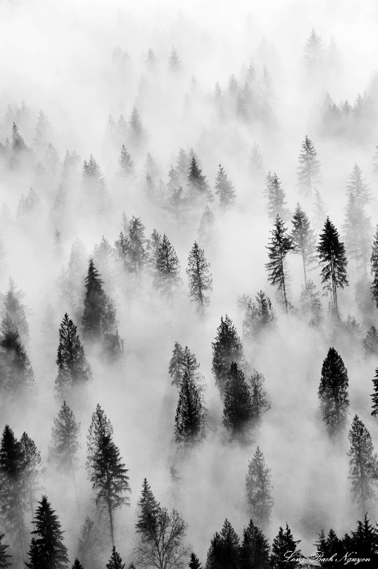 736x1107, 134 Kb / Туман, деревья, обзор