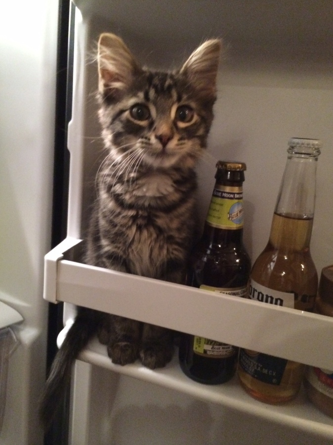 674x900, 193 Kb / котёнок, холодильник, пиво