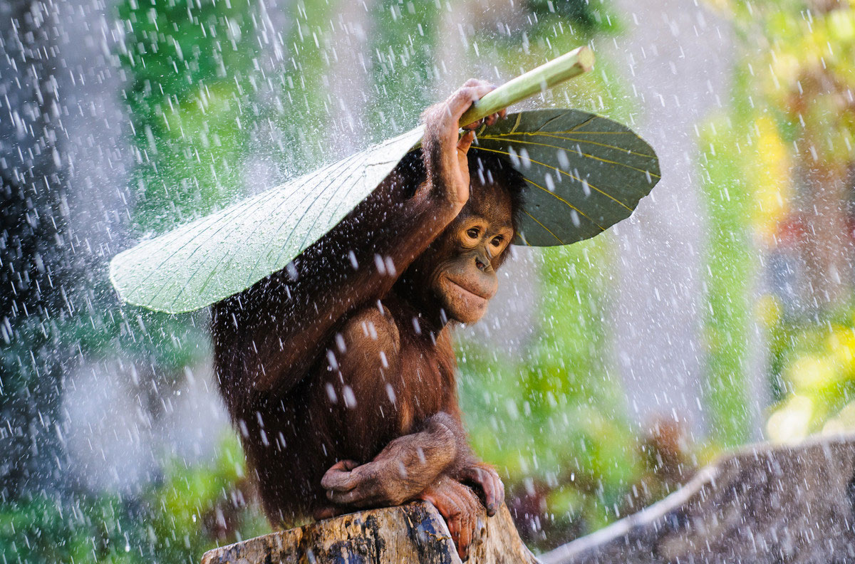 1200x792, 305 Kb / обезьяна, шимпанзе, дождь, зелёный лист