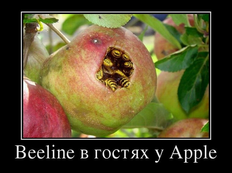 760x569, 67 Kb / яблоко, осы