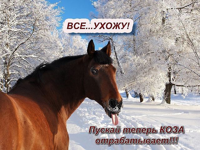 640x480, 110 Kb / лошадь, снег, язык