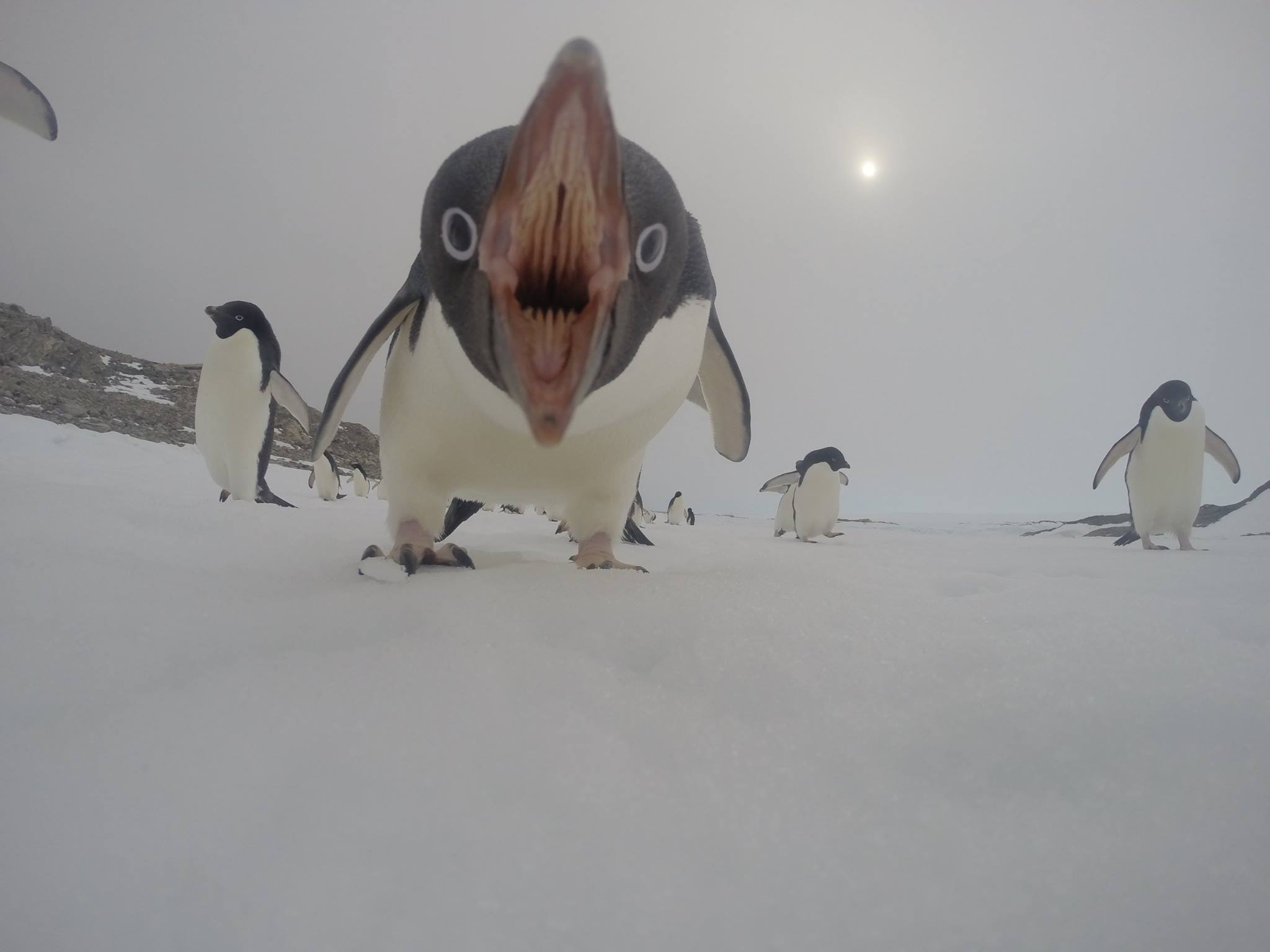 2048x1536, 81 Kb / пингвин, клюв, снег, глотка