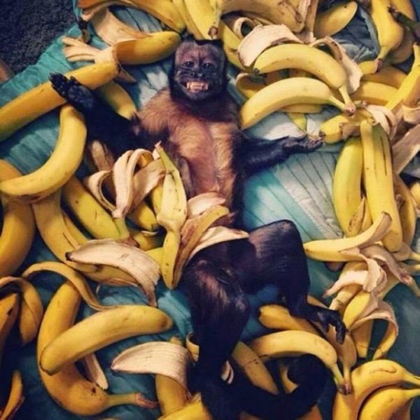600x600, 70 Kb / обезьяна, бананы