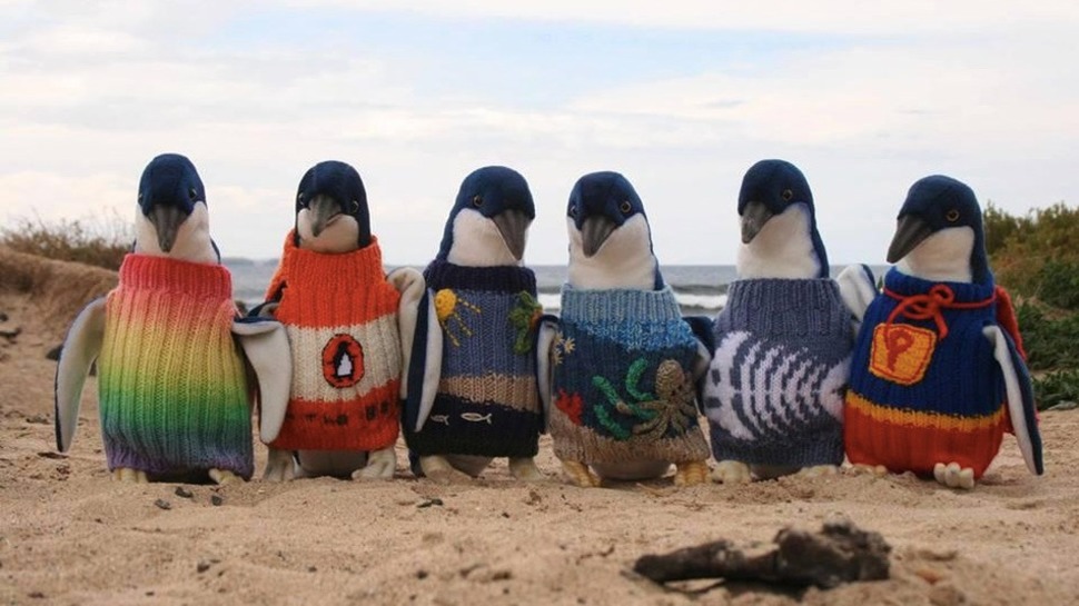 970x545, 119 Kb / пингвины, свитер