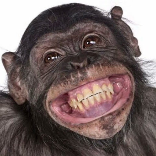 512x512, 52 Kb / шимпанзе, улыбка