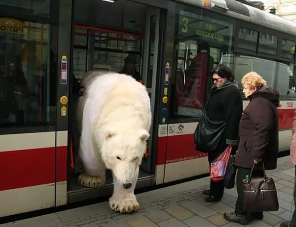 604x463, 52 Kb / медведь, белый, автобус