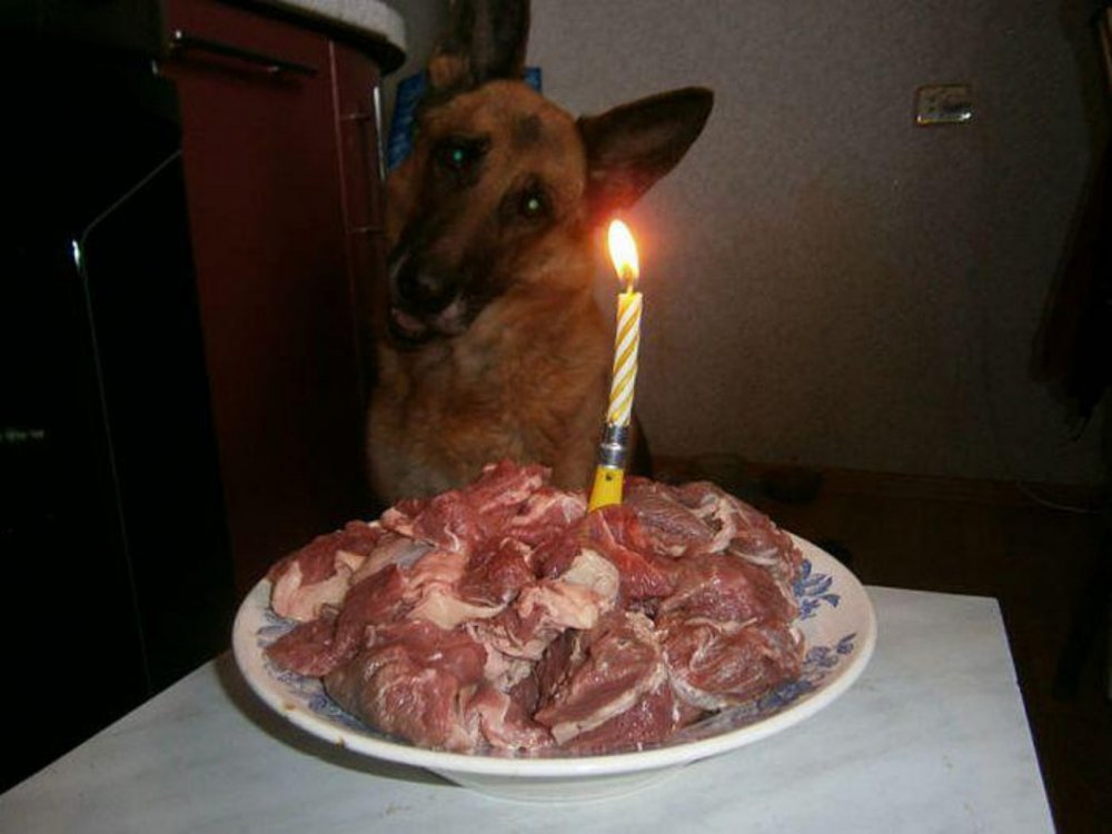 1000x750, 73 Kb / Собака, мясо, день, рождения, свеча, тарелка