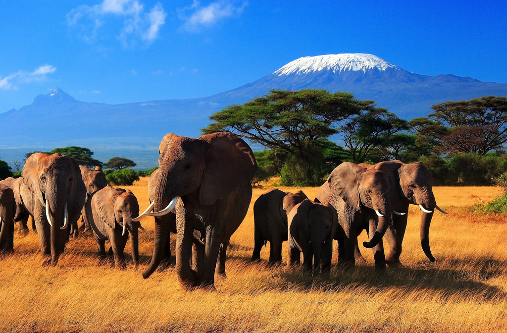 1024x672, 306 Kb / слоны, гора, африка, кения