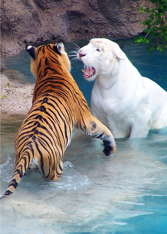 540x757, 221 Kb / тигры, вода, белый, альбинос