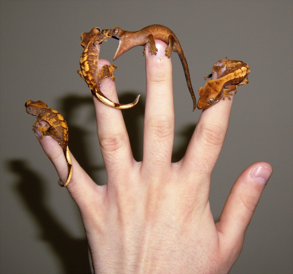 1000x936, 123 Kb / гекконы, рука, пальцы
