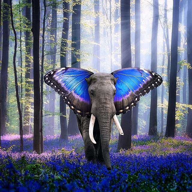 640x640, 208 Kb / слон, бабочка, фотошоп
